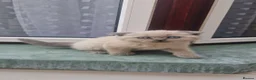 British Shorthair cats for sale: Sale cats - Advert 2