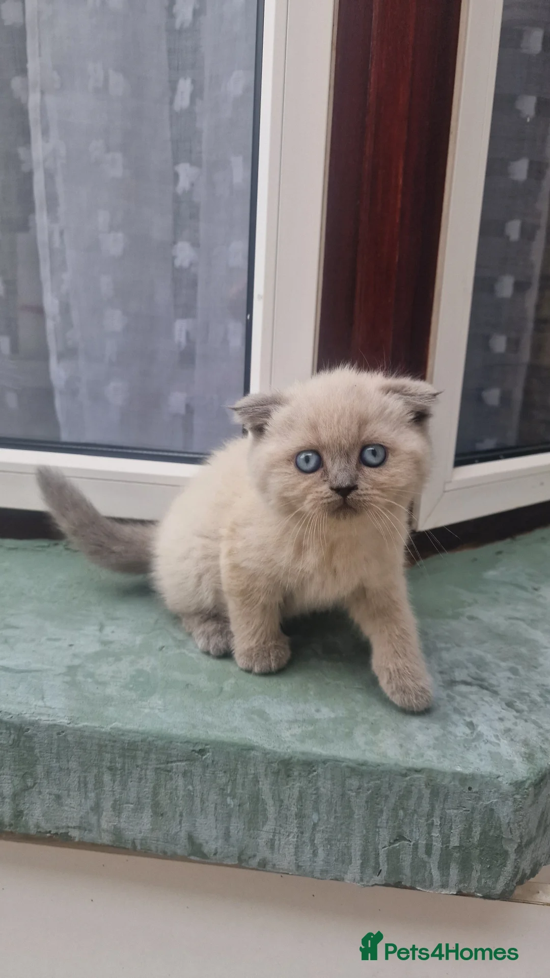 British Shorthair cats for sale: Sale cats - Advert 2