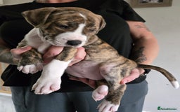 American Bulldog dogs for sale: American staffie cross pups  - Image 1