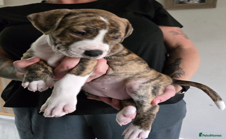 American Bulldog dogs - Advert 11
