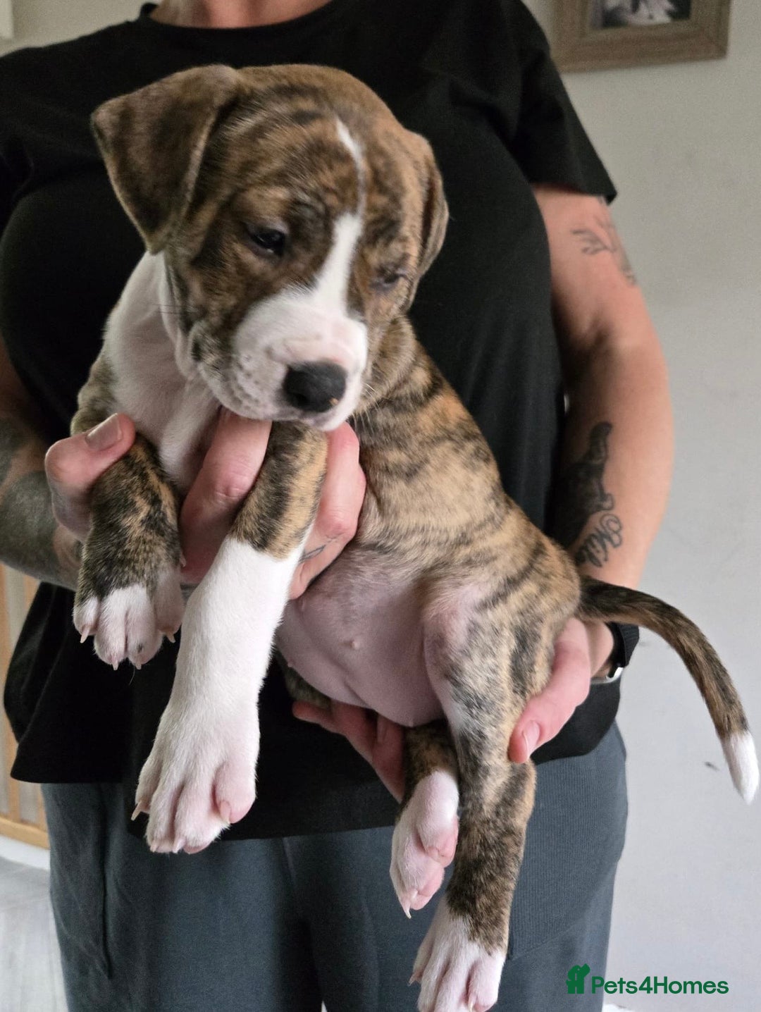 American Bulldog dogs for sale: American staffie cross pups  - Image 1