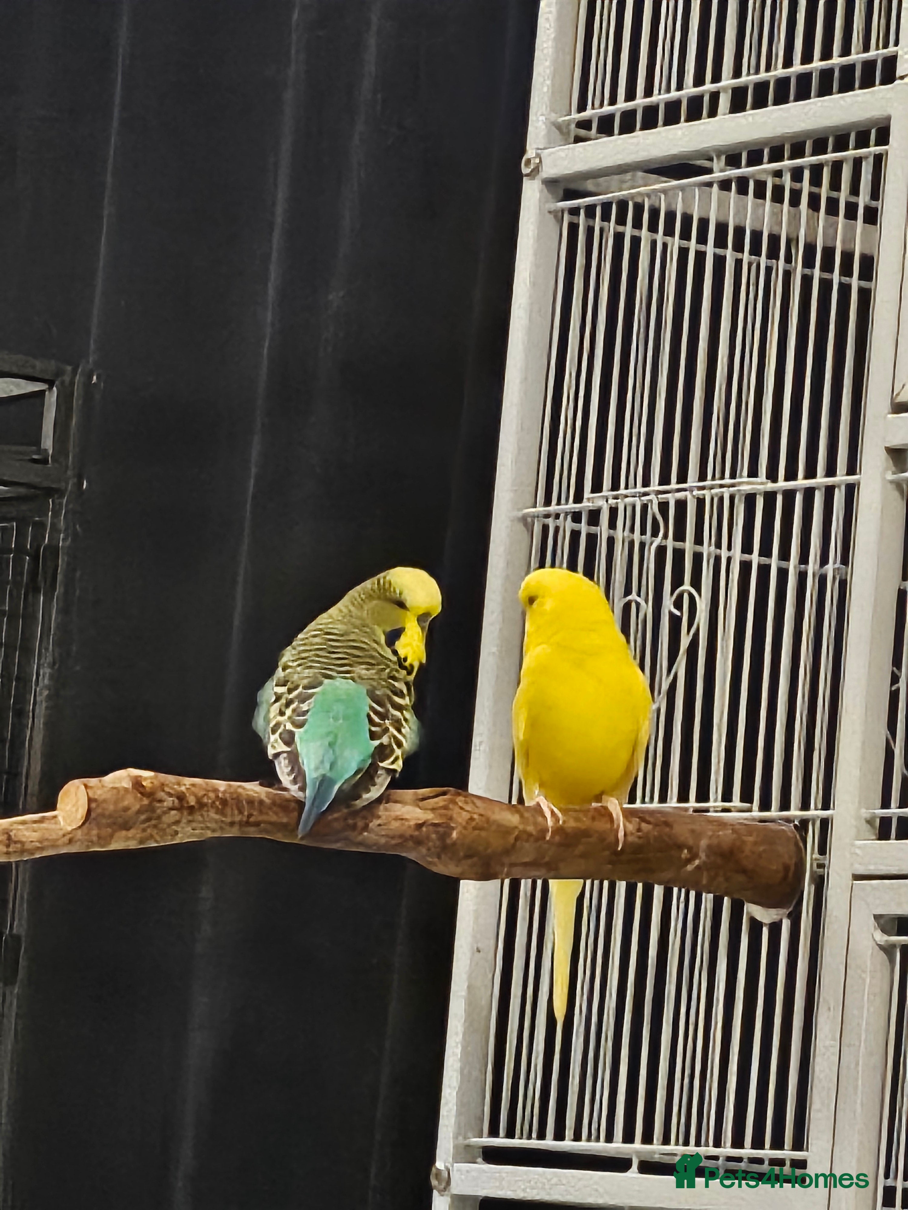 Budgerigars birds 2 budgies 1 male 1 female and cage - Advert 1