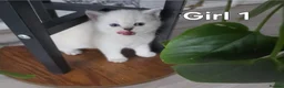 Scottish Fold cats for sale: Adorable 6 Scottish fold kittens  - Advert 7