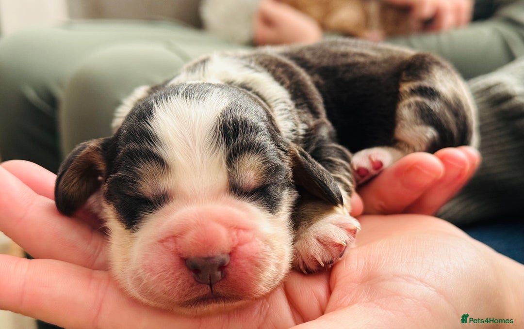 Cocker Spaniel dogs for sale: 6 Cocker Spaniel puppies for sale - Advert 11