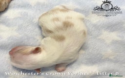 Yorkshire Terrier dogs for sale: ❤️ Champion heritage KC reg.PEDIGREE puppies! 🐶❤️ - Image 23