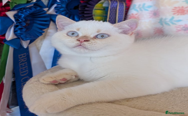 British Shorthair cats - Advert 11