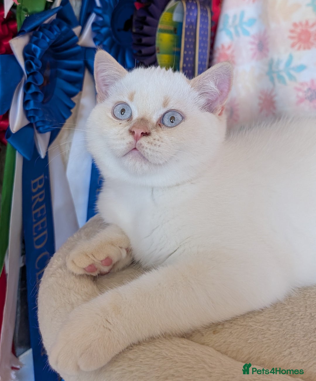 British Shorthair cats for sale: BEAUTIFUL CREAM COLOURPOINTED BSH - Image 1