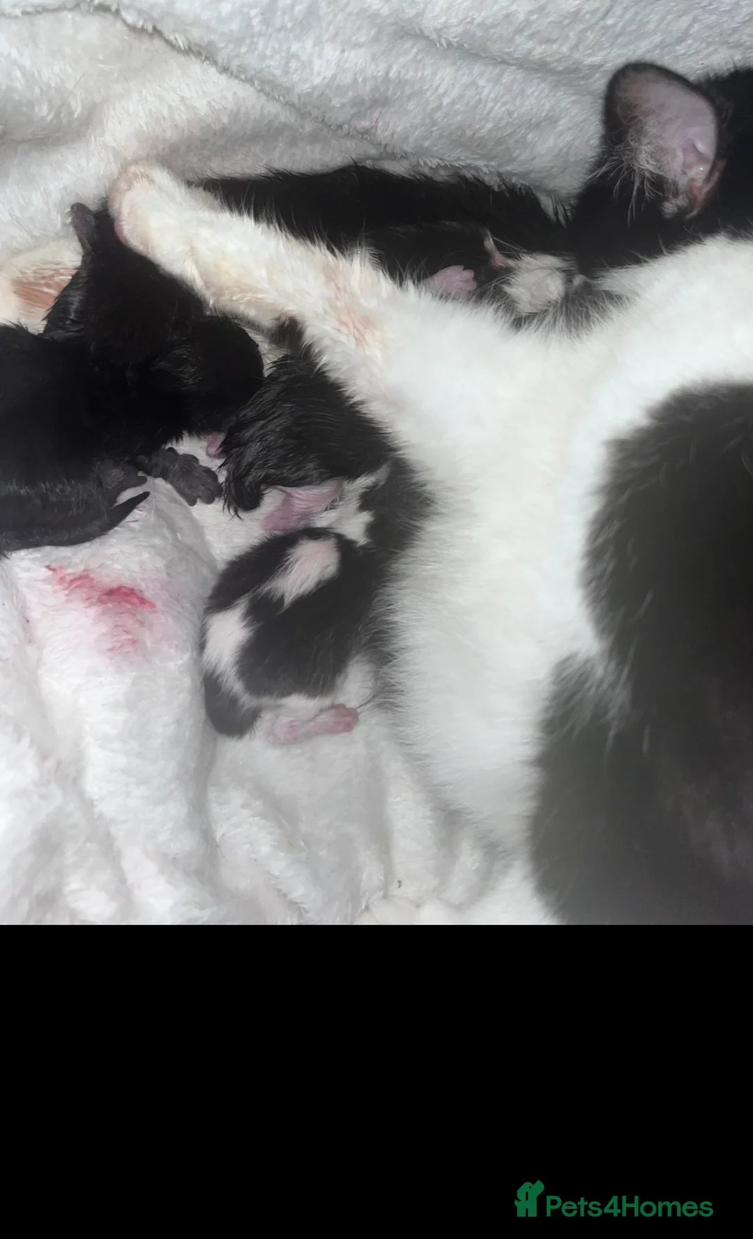 Mixed Breed dogs for sale: Beautiful playful kittens - Advert 27