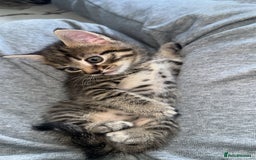 Domestic Shorthair cats for sale: Adorable tabby/bengal kittens to a good home - Image 31