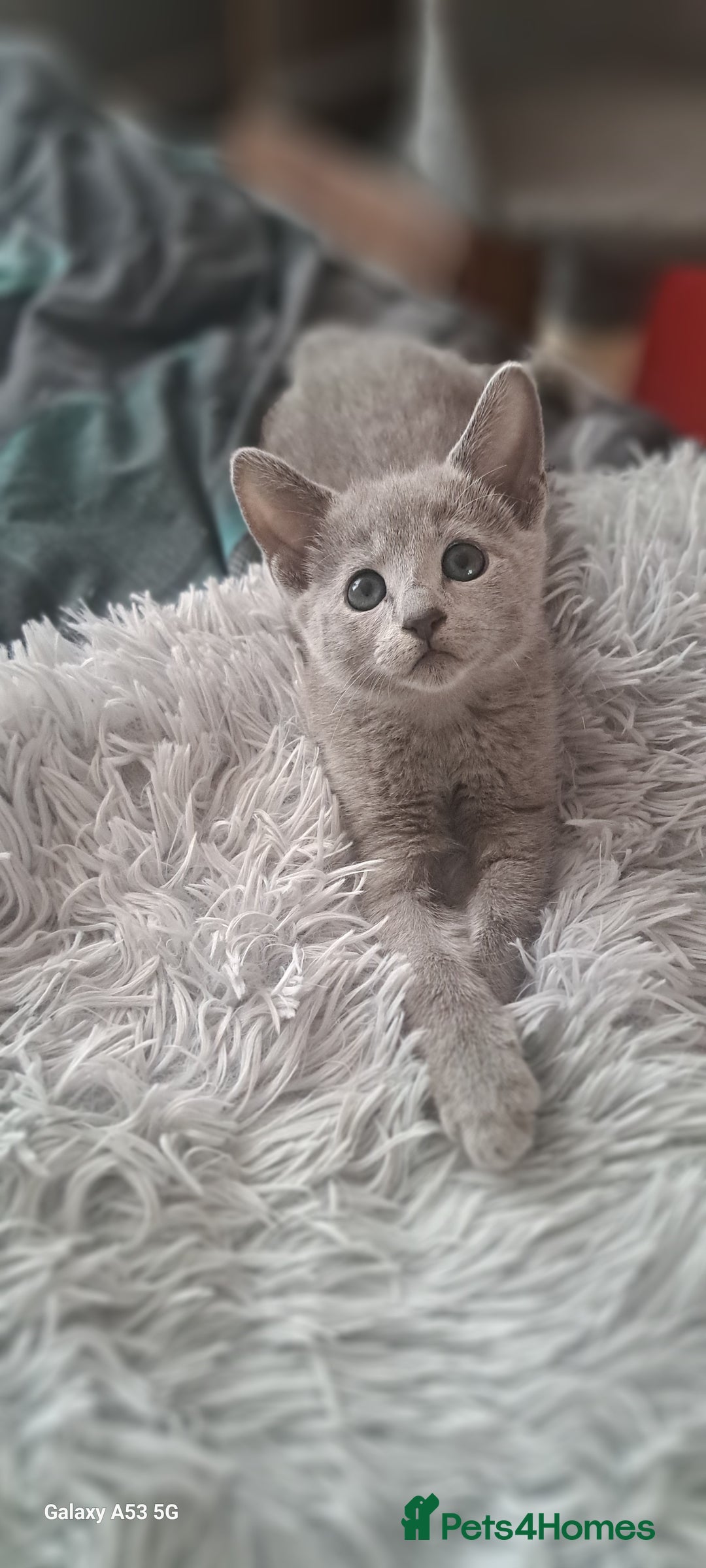 Russian Blue cats for sale: TICA Russian Blue Kittens Pedigree - Image 10