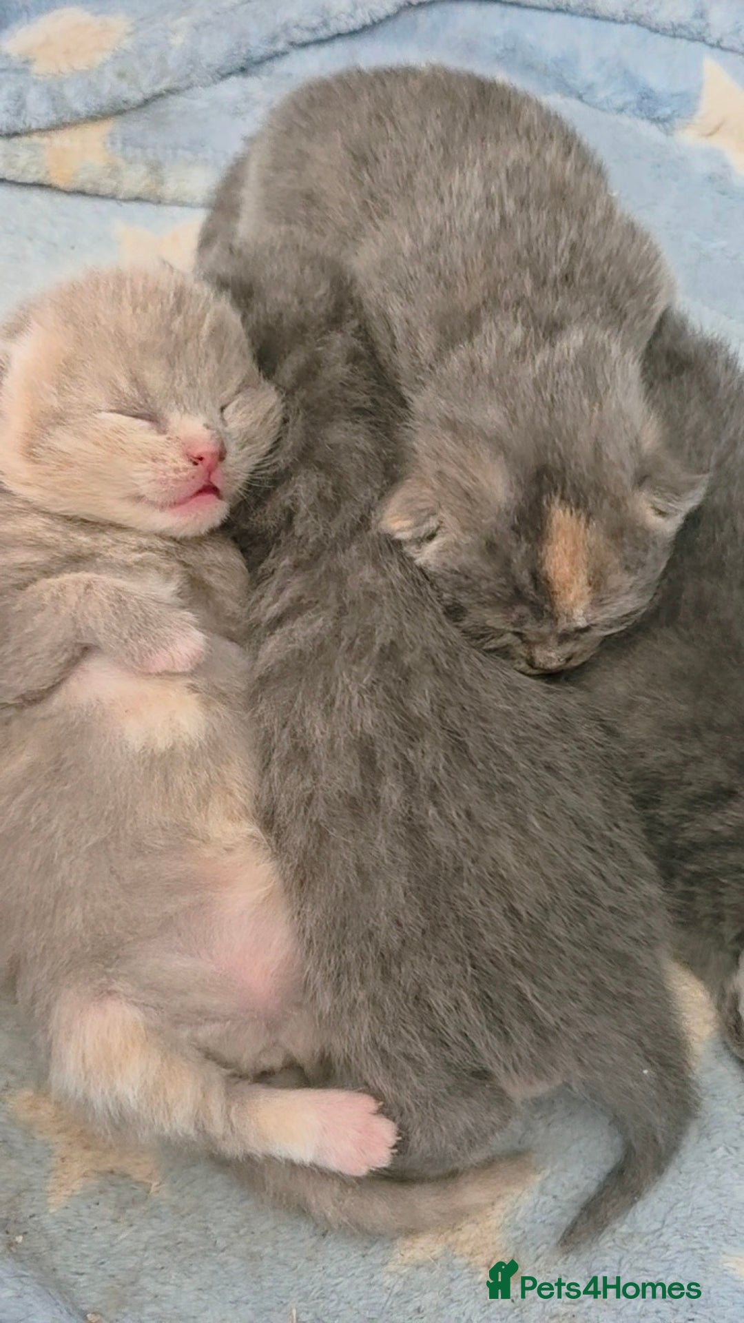 Mixed Breed cats for sale: Red point Ragdoll X Blue British Shorthair - Image 19