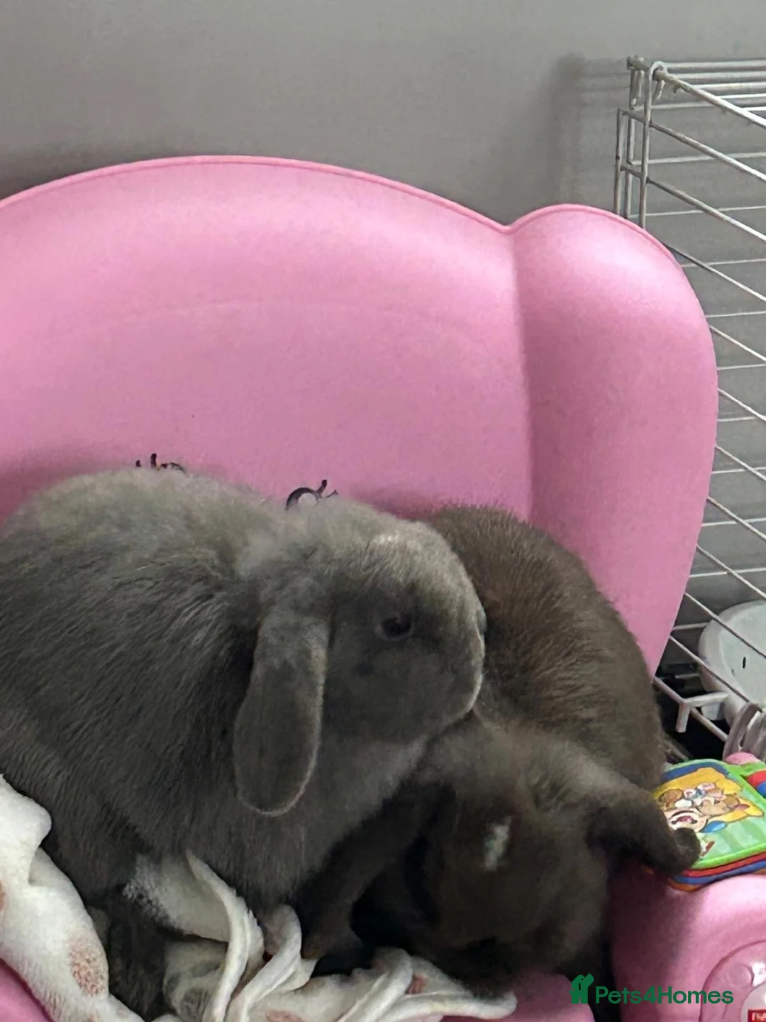 Mini Lop rabbits for sale: 2 mini lop bunnies in Dalkeith - Advert 2