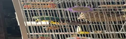 Conures birds for sale: Conure  - Advert 3