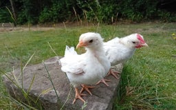 Chickens poultry for sale: Beautiful Tame Serama Trio - Handled Daily - Image 12