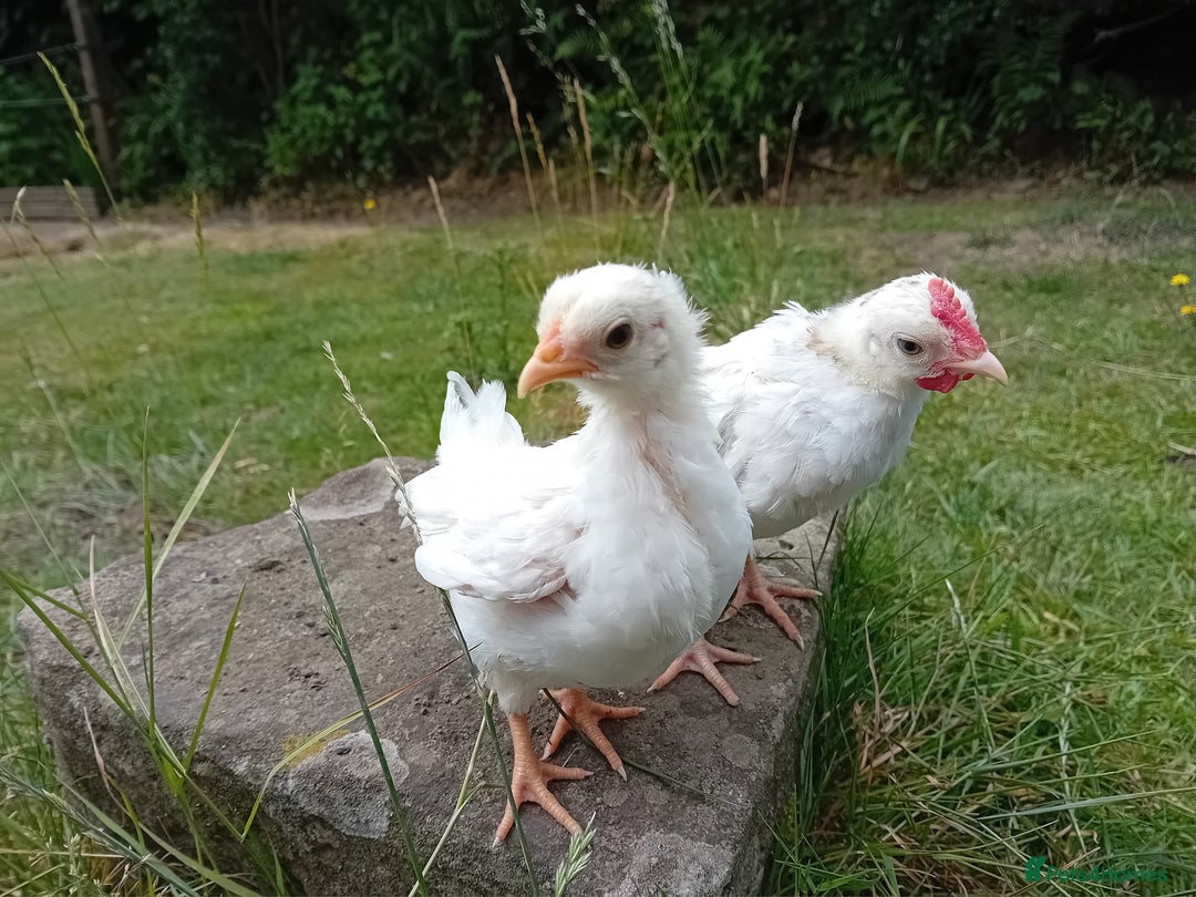 Chickens poultry for sale: Beautiful Tame Serama Trio - Handled Daily - Image 12