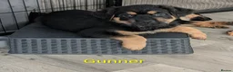 Mixed Breed dogs for sale: German Shepherd Cross Puppies  - Advert 11