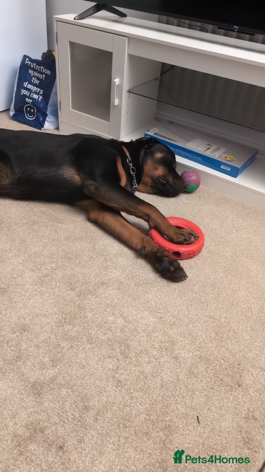 Rottweiler dogs for sale: Max 10 month old Rottweiler boy  - Advert 13