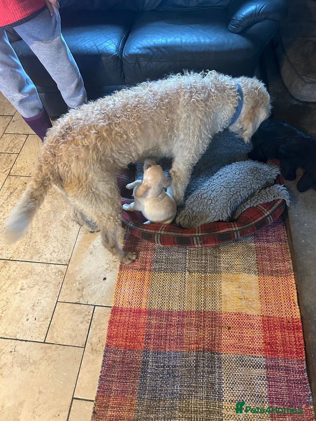 Mixed Breed dogs for sale: Cavapoo Puppies - Advert 12