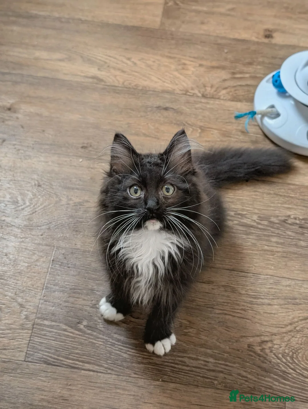 Ragdoll cats for sale: Gorgeous Fluffy Tuxedo Ragdoll Boy  - Advert 2