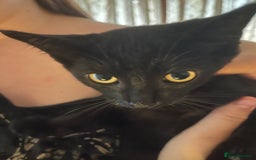 British Shorthair cats for sale: Kittens  - Image 6