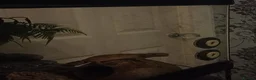 Leopard Gecko reptiles for sale: Female leopard gecko  - Advert 3