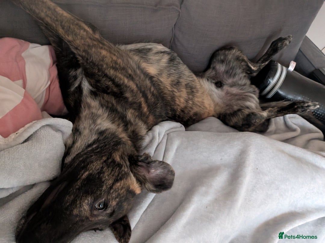 Mixed Breed dogs for sale: Knox - Shephound - Advert 10