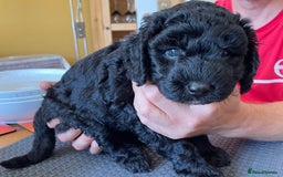 Sproodle dogs for sale: 1 Gorgeous F2 Sproodle Girl FULLY Vaccinated - Image 12