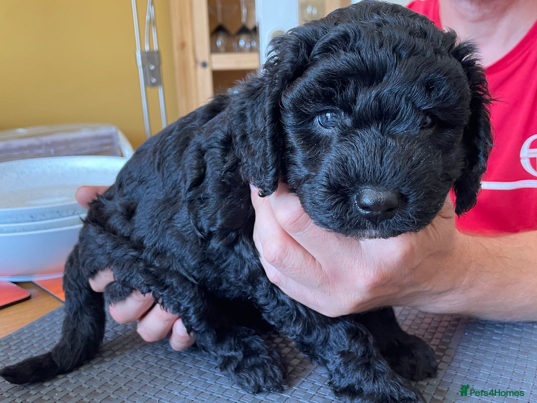 Sproodle dogs for sale: 1 Gorgeous F2 Sproodle Girl FULLY Vaccinated - Image 12