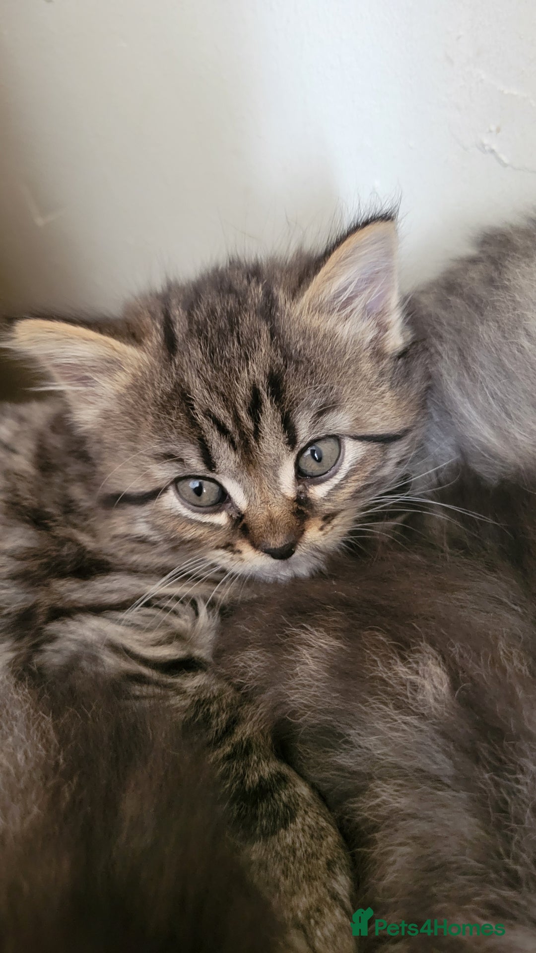 British Shorthair cats for sale: British Short-hair kittens - Image 20