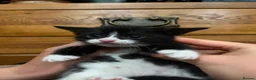 Mixed Breed cats for sale: Last ones remaining  - Advert 12