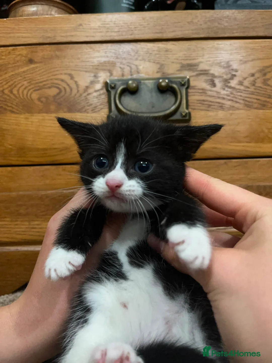 Mixed Breed cats for sale: Last ones remaining  - Advert 12