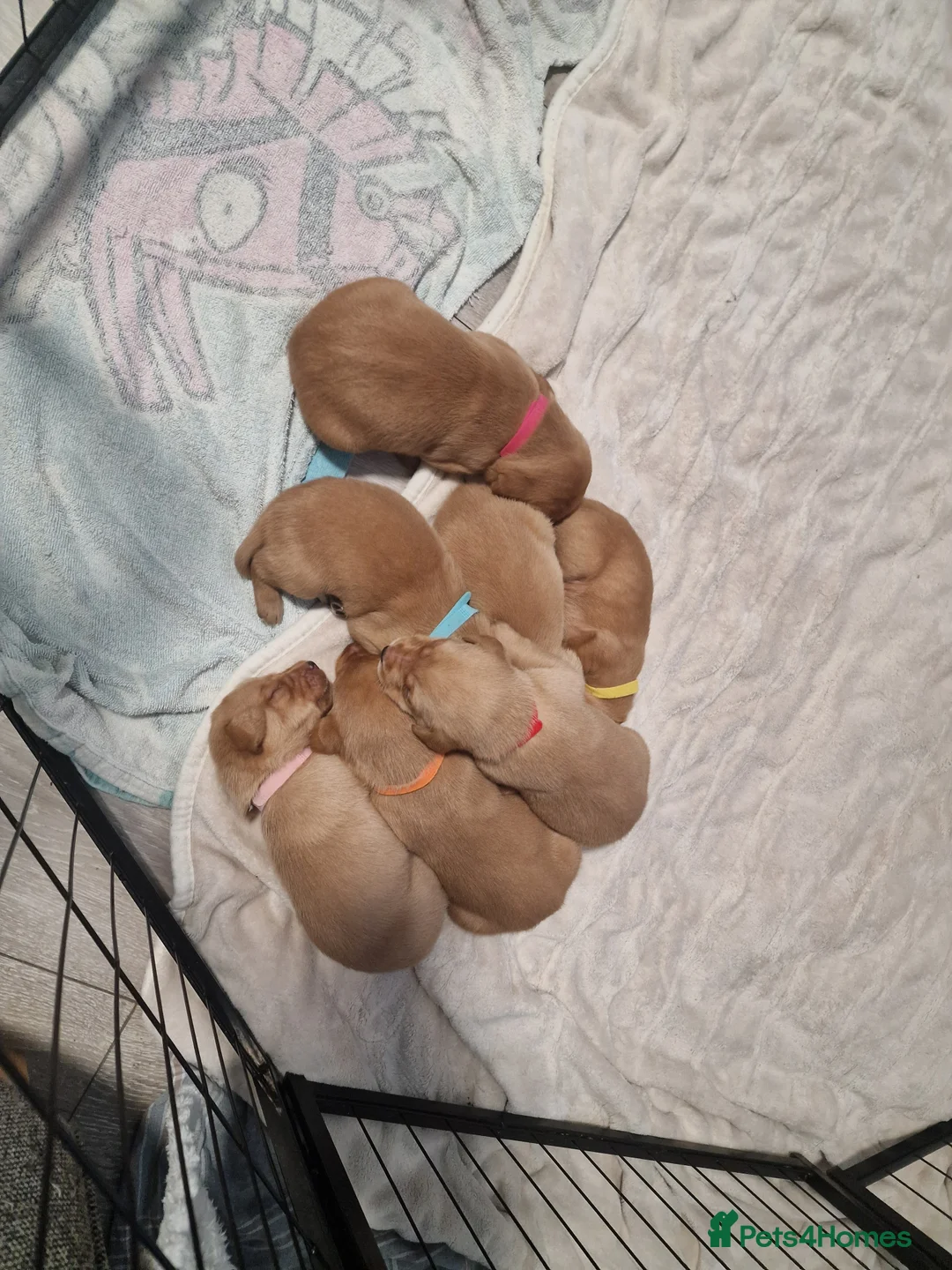 Labrador Retriever dogs for sale: Ready Now! Beautiful Red Fox Labrador Puppies - Advert 15