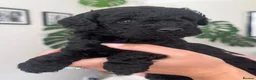 Cockapoo dogs for sale: Beautiful F2B miniature Cockapoos - Black - Advert 14
