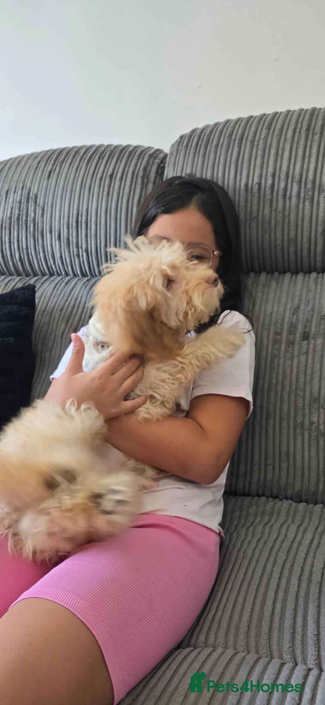 Cockapoo dogs for sale: 🐾 Gorgeous 4-Month-Old Cockapoo Puppy  - Advert 2
