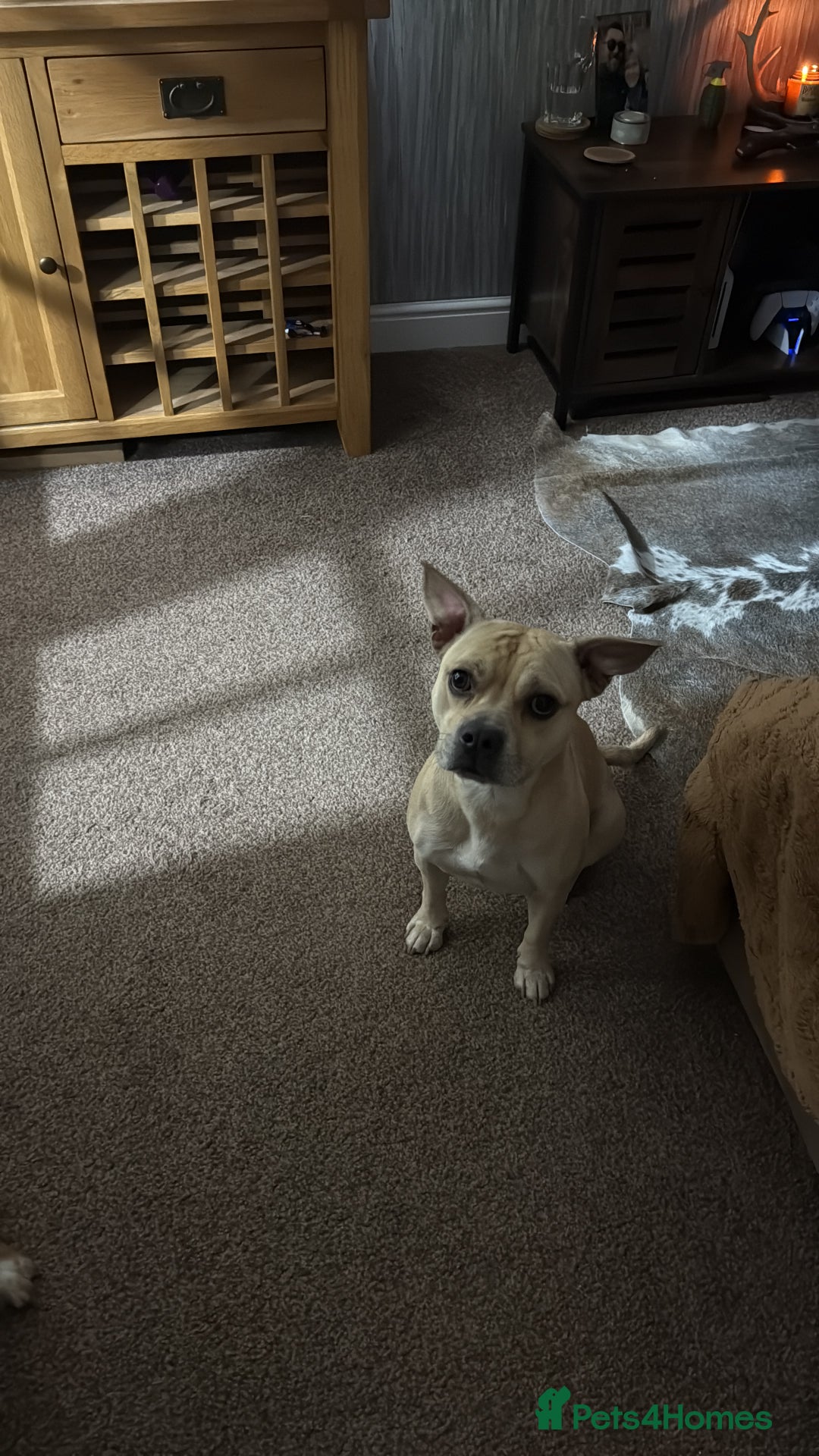 Mixed Breed dogs for sale: Staff x frenchie  - Advert 3