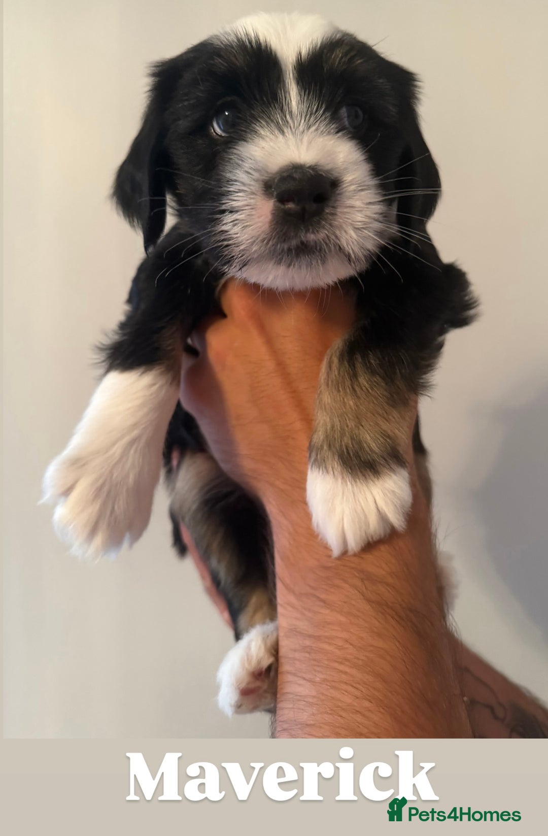 Tibetan Terrier dogs for sale: Tibetan Terrier puppies for sale  - Image 7