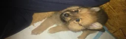 German Spitz dogs for sale: Lovingly Raised German Spitz Puppies - Advert 13