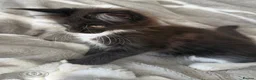 Maine Coon cats for sale: Exceptional TICA Polydactyl Maine Coon Sisters - Advert 22