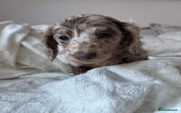 Miniature Dachshund dogs for sale: Miniature dachshunds - Image 9