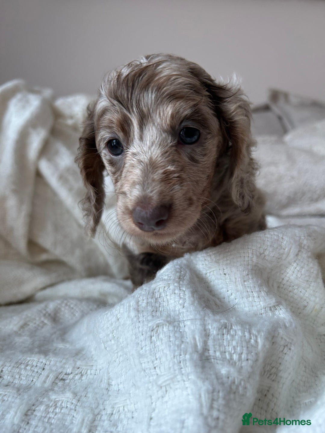Miniature Dachshund dogs for sale: Miniature dachshunds - Image 9