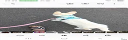 German Shepherd dogs for sale: 20 wk Female White german shepherd bitch in Newport - Advert 4