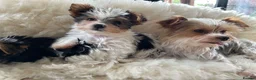 Biewer Terrier dogs for sale: Biewer terrier puppy  - Advert 3
