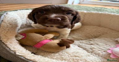English Springer Spaniel dogs - Advert 2