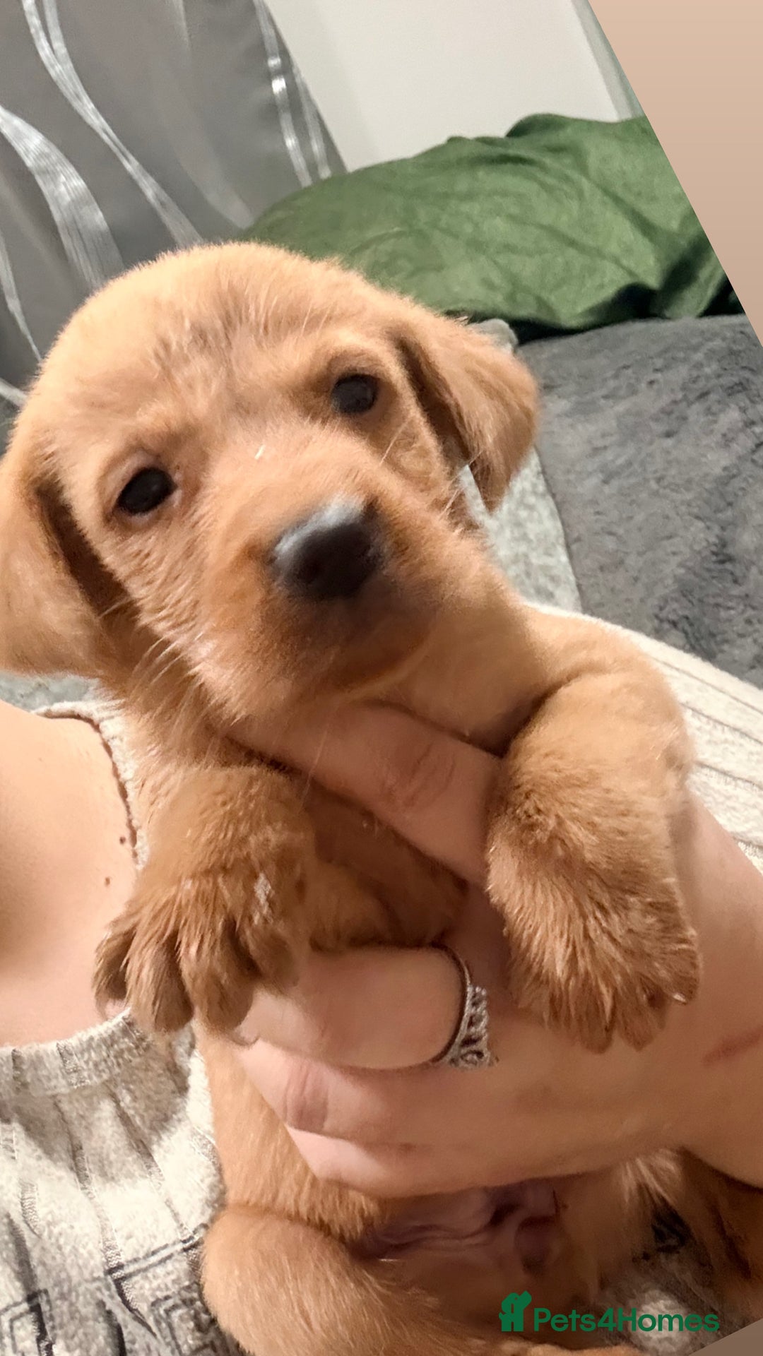 Labrador Retriever dogs for sale: Beautiful, fox red labradors - Advert 10