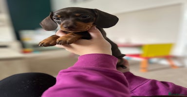 Miniature Dachshund dogs - Advert 12