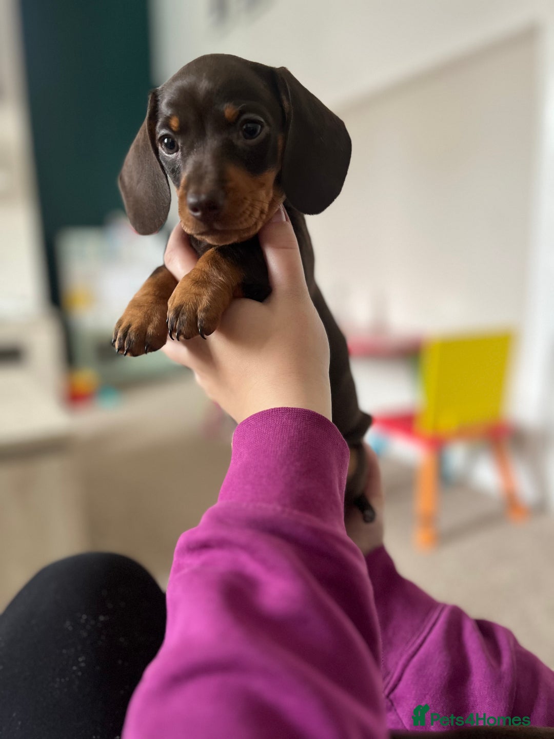 Miniature Dachshund dogs for sale: Miniature dachshunds READY for forever home 🐶🤎 - Image 14