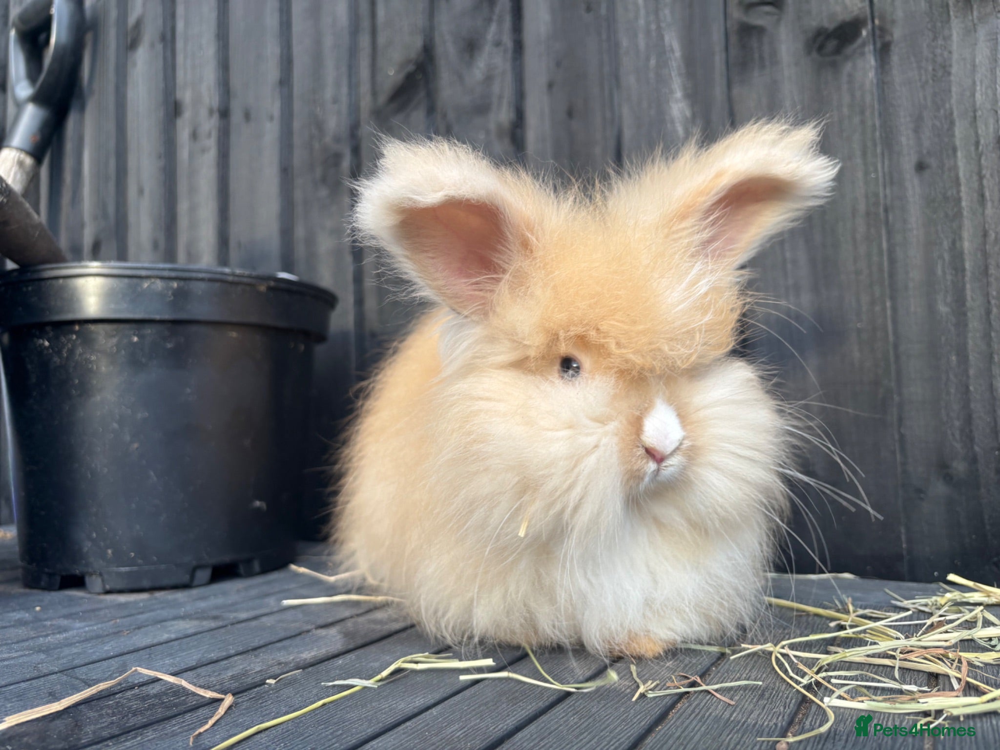 Angora rabbits English Angoras  - Advert 1