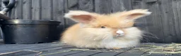 Angora rabbits for sale: English Angoras  - Advert 1