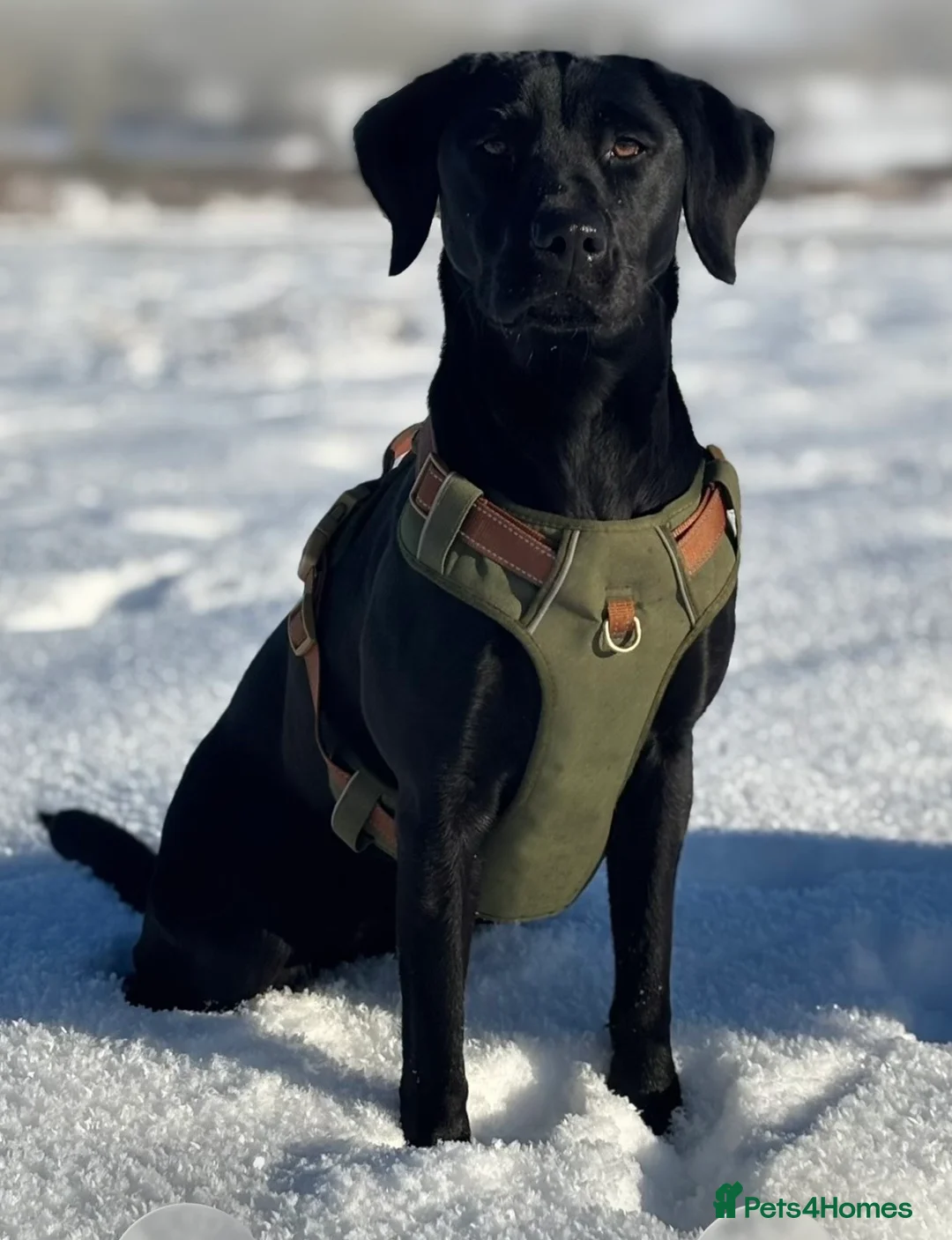 Labrador Retriever dogs for sale: KC registered Female black lab  - Advert 1