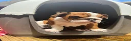 English Bulldog dogs for sale: Beautifully bred English bulldogs  - Advert 5